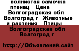 волнистая самочка птенец › Цена ­ 600 - Волгоградская обл., Волгоград г. Животные и растения » Птицы   . Волгоградская обл.,Волгоград г.